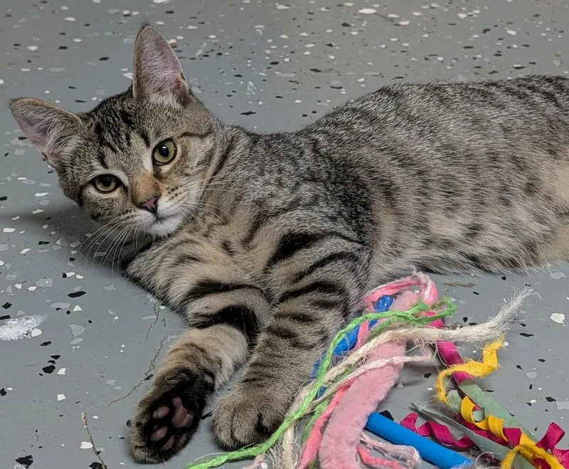 A baby medium-sized female Domestic Short Hair cat named Kip for adoption in Johnson City, TN