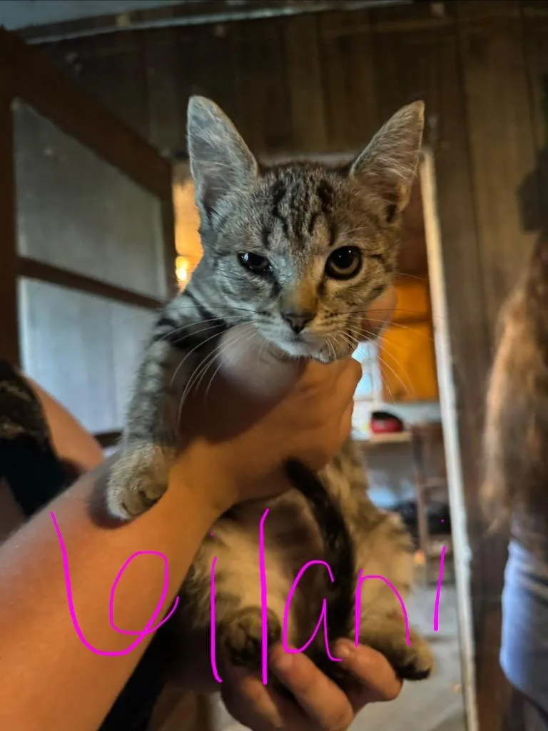 Kip thumbnail 3