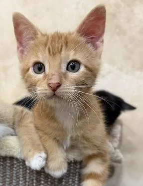 A baby medium-sized male Tabby (Orange / Red) Domestic Short Hair cat named Jackson for adoption in Houston, TX