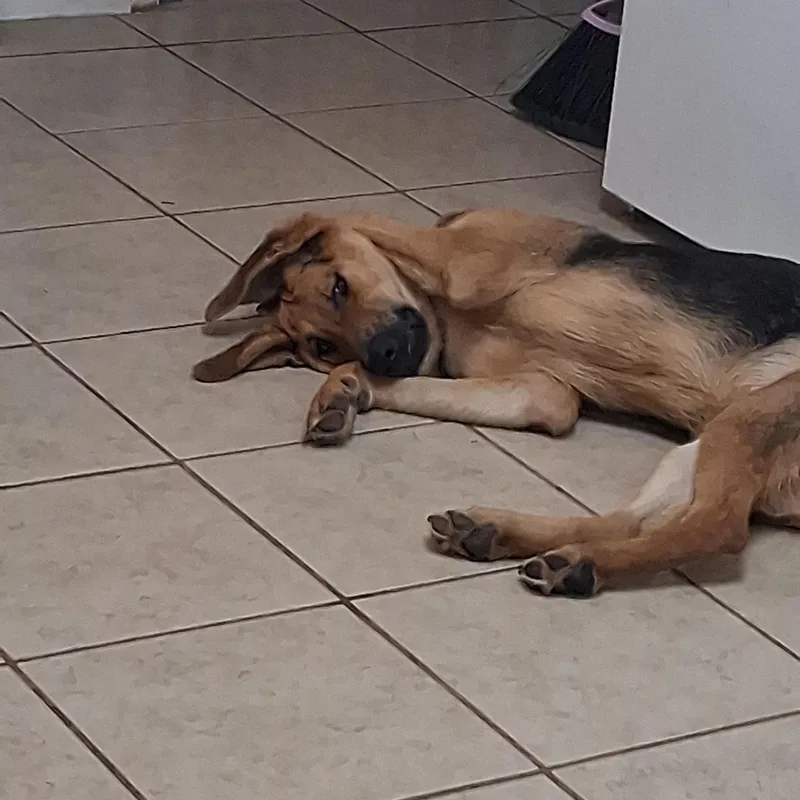 An adult medium-sized male Hound dog named Beau for adoption in Yukon, OK