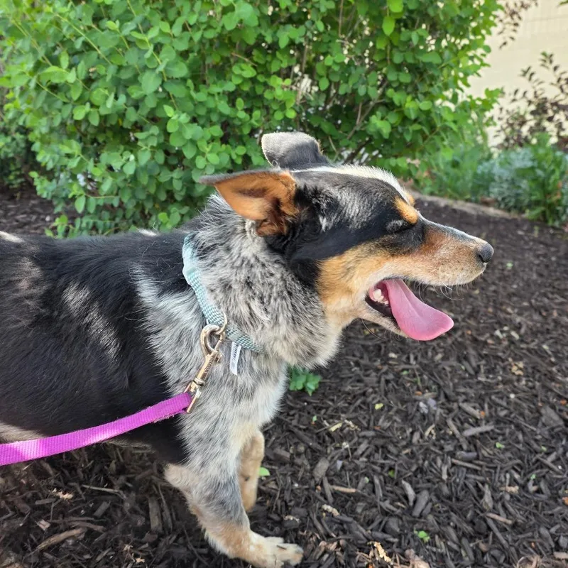 A young medium-sized male Mixed Breed dog named Cowboy for adoption in Park City, UT