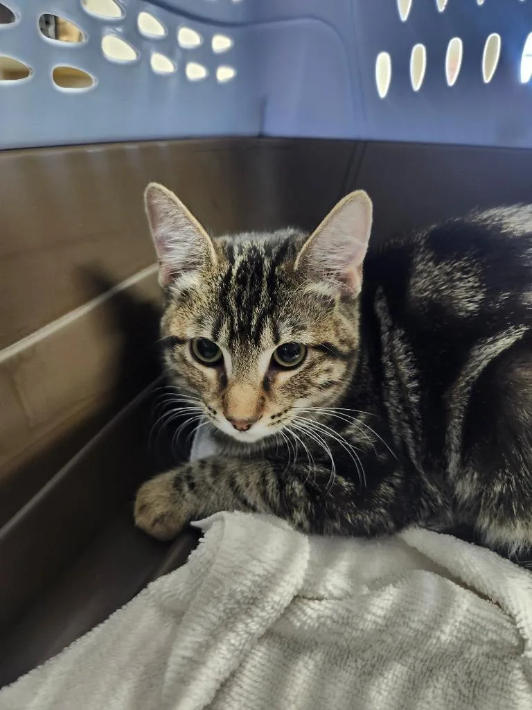 A baby medium-sized female Domestic Short Hair cat named Ursula for adoption in Peoria, AZ