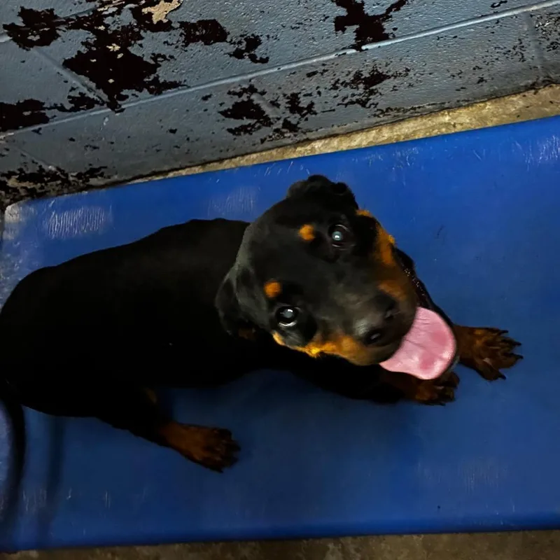 An adult medium-sized male Rottweiler dog named PBAStray for adoption in Pine Bluff, AR