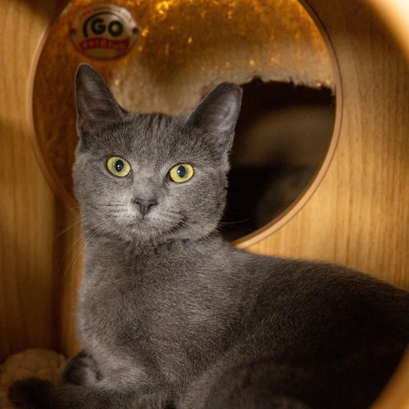 A young small-sized female Gray / Blue / Silver Domestic Short Hair cat named Sassy for adoption in Lake Panasoffkee, FL