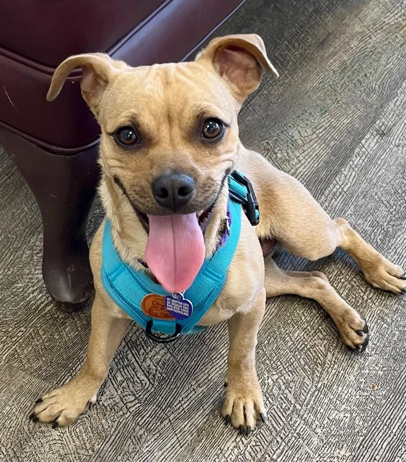 A young small-sized male Chihuahua dog named Obi for adoption in Lake Forest, CA