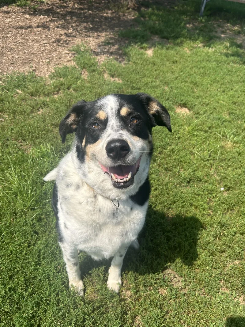 An adult medium-sized male Black Mixed Breed dog named Patches for adoption in Yorkville, IL