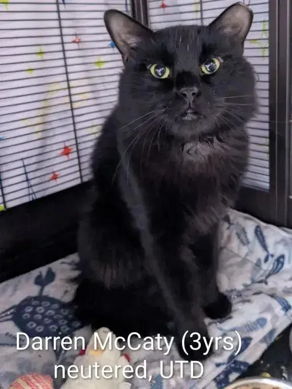 Darren McCaty