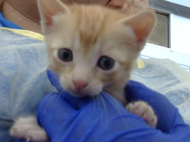 A baby medium-sized female Domestic Medium Hair cat named Strawberry for adoption in Dallas, TX