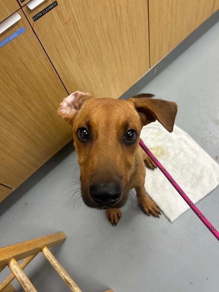 Scrappy Doo