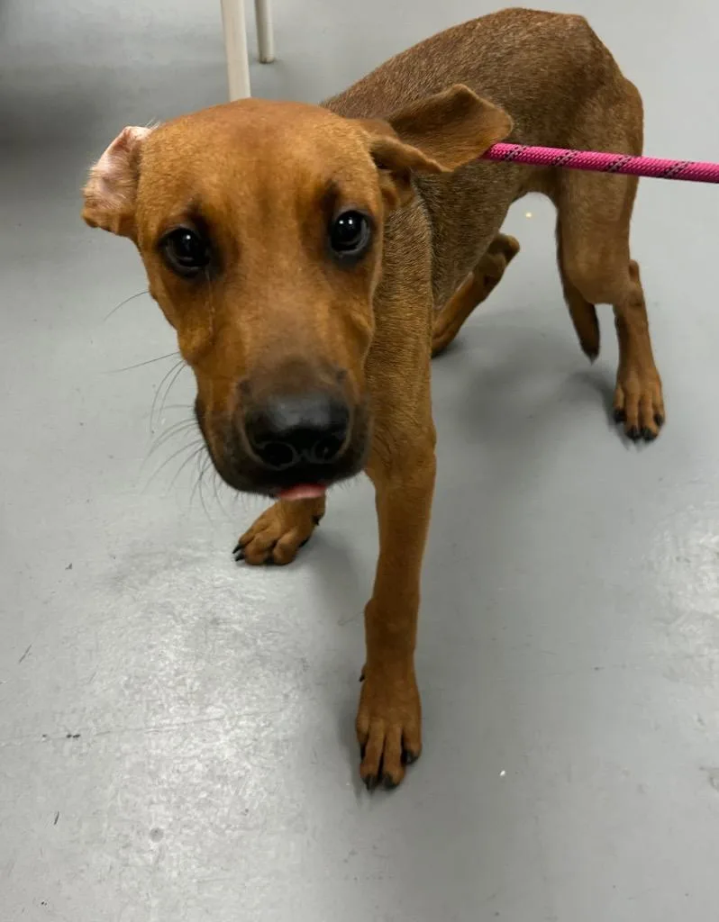 Scrappy Doo thumbnail 2