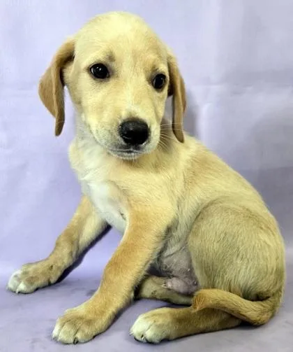 A baby large-sized male Labrador Retriever dog named Arlo for adoption in Morton Grove, IL