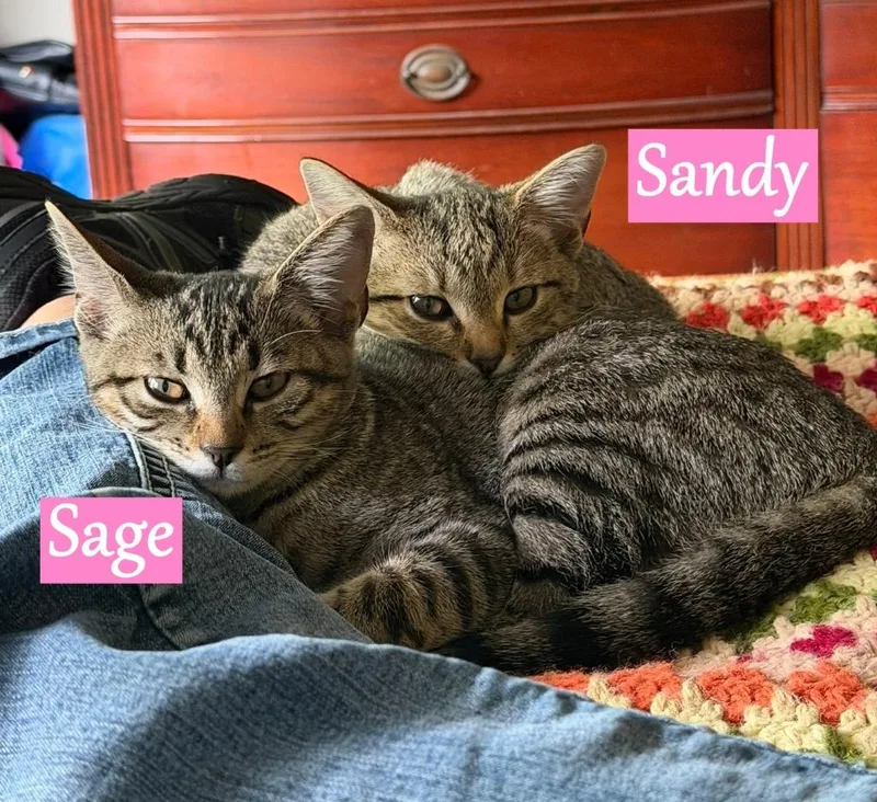 A baby medium-sized female Domestic Short Hair cat named Sage for adoption in Hoover , AL