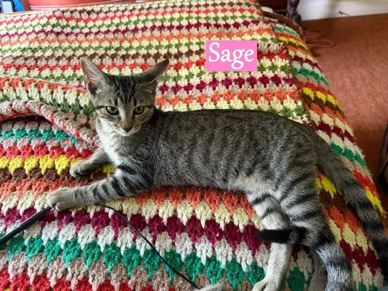 Sage thumbnail 3