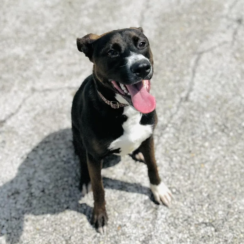 A young medium-sized female Brown / Chocolate Terrier dog named Brookie for adoption in Seguin, TX