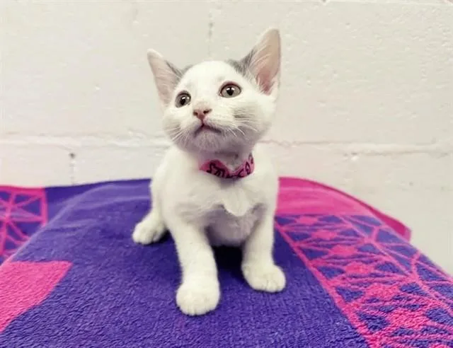 A baby small-sized female Domestic Short Hair cat named Junie B Jones for adoption in Saint Louis, MO