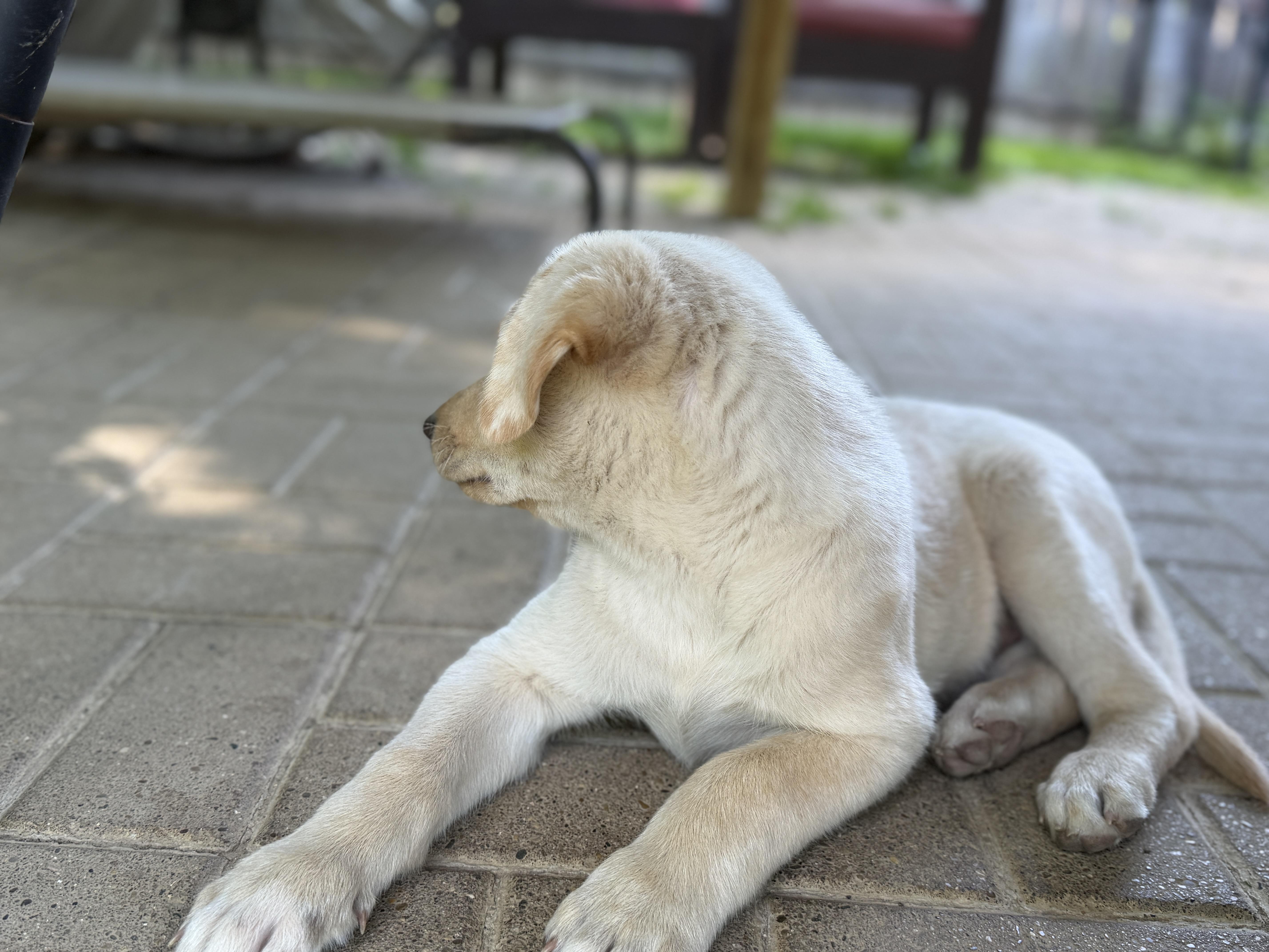 A baby large-sized female Yellow / Tan / Blond / Fawn Labrador Retriever dog named Daisy for adoption in Jeffersonville, IN