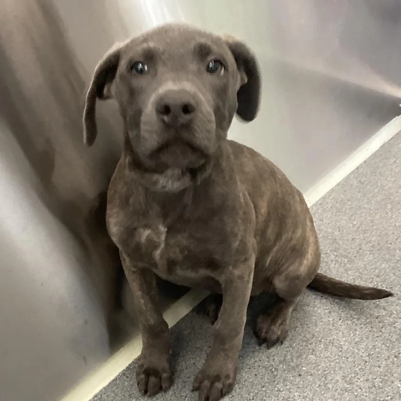 A baby medium-sized female Gray / Blue / Silver Terrier dog named Maisy for adoption in Montgomery, AL