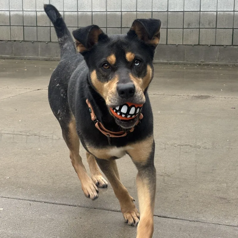 Rapunzel thumbnail 4