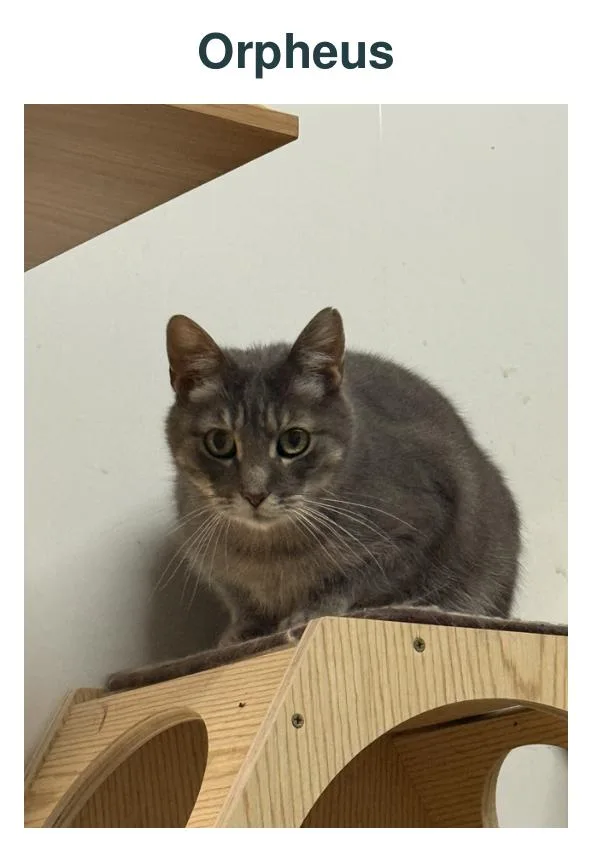 An adult medium-sized male Tabby (Gray / Blue / Silver) Domestic Short Hair cat named Orpheus for adoption in Richland Center, WI