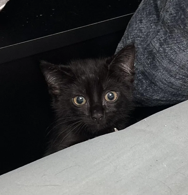 A young small-sized male Black Domestic Short Hair cat named Taco for adoption in Ashland, VA