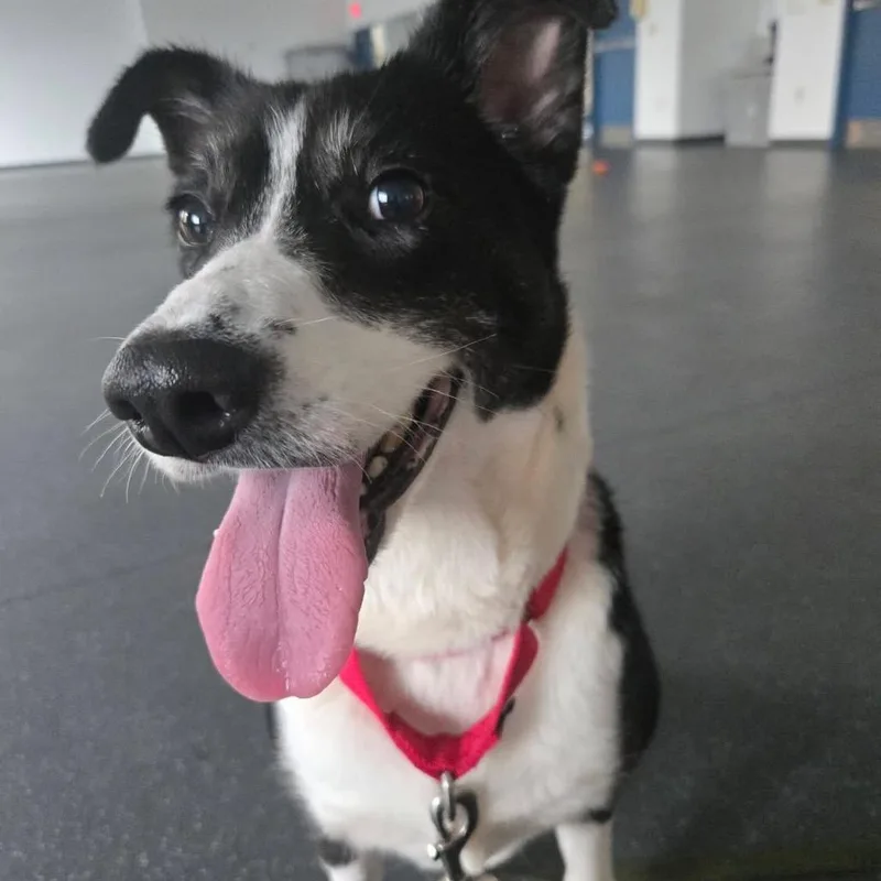 An adult medium-sized female Black Mixed Breed dog named Moomoo for adoption in Pittsburgh, PA