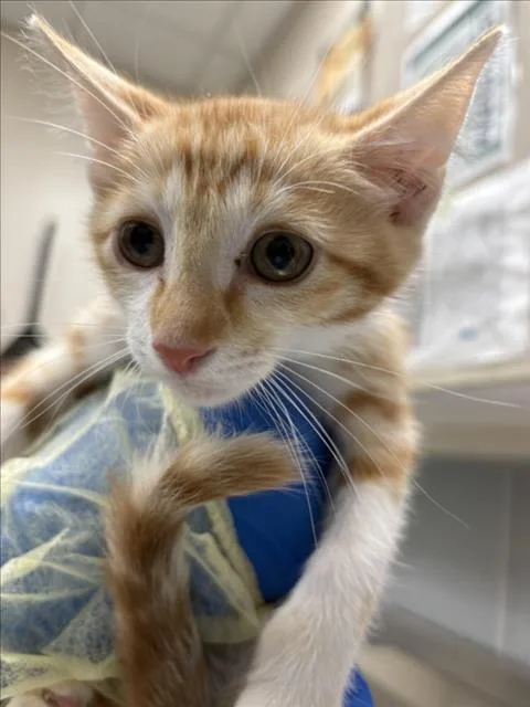 A baby small-sized female Domestic Short Hair cat named Mango for adoption in Las Vegas, NV