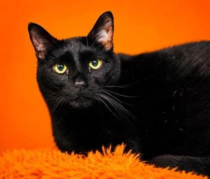 Panther