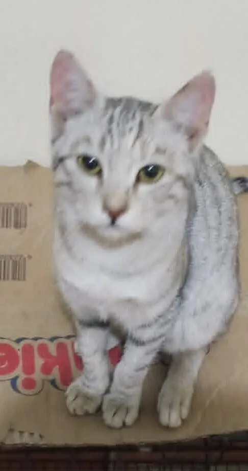 A young small-sized female Egyptian Mau cat named Moza for adoption in WOLCOTT, CT