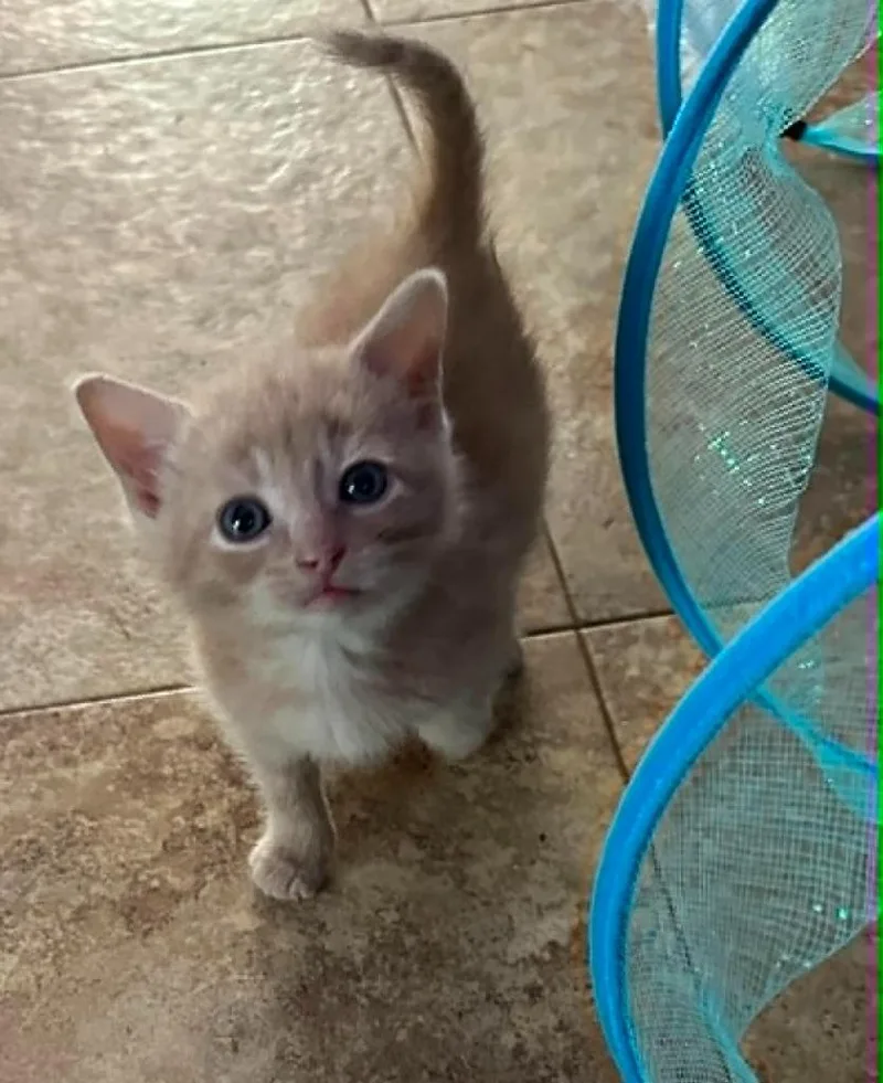 A baby small-sized male Domestic Short Hair cat named Lincoln for adoption in Urbandale, IA