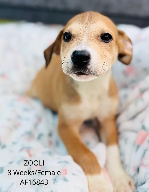 A young medium-sized female Pit Bull Terrier dog named Zooli for adoption in Supply, NC