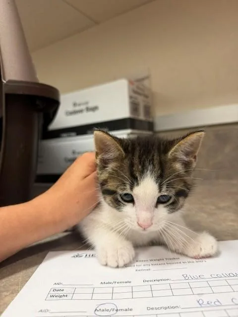 A baby small-sized male Domestic Short Hair cat named Buzz Lightyear for adoption in Santa Maria, CA