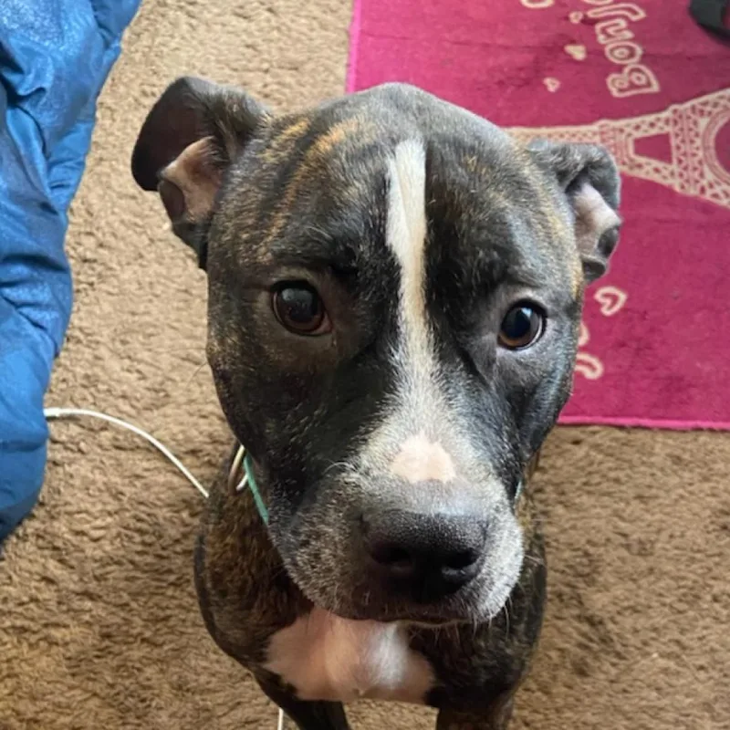 A senior medium-sized female Brindle Pit Bull Terrier dog named Brazil for adoption in Lynchburg, VA