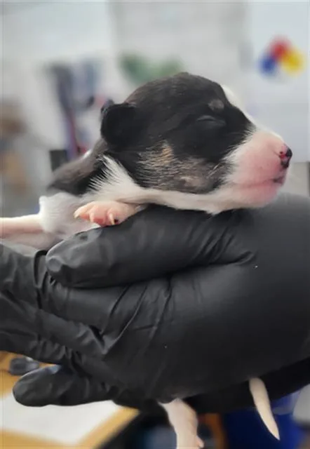 A baby medium-sized male Mixed Breed dog named Rodrigo for adoption in Dallas, TX