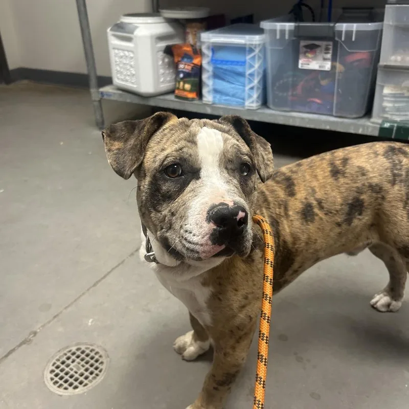 An adult large-sized male Yellow / Tan / Blond / Fawn Pit Bull Terrier dog named Mochomo for adoption in Yuma, AZ