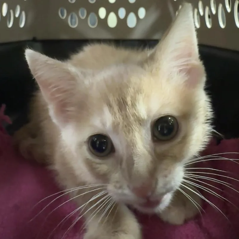 A baby small-sized male Orange / Red Domestic Short Hair cat named Grass Stain for adoption in Saint Charles, MO
