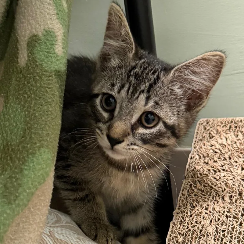 A baby small-sized female Brown / Chocolate Domestic Short Hair cat named Ruby for adoption in Middlebury, VT