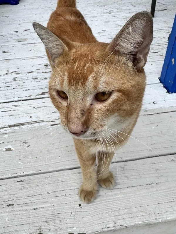 An adult small-sized male Domestic Short Hair cat named Annato for adoption in Austin, TX