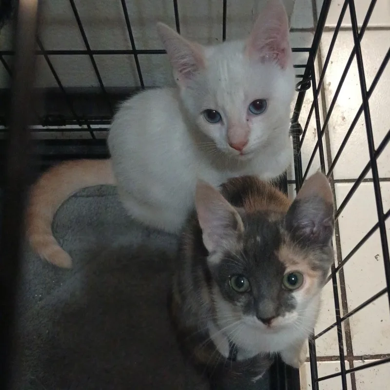 A baby medium-sized female Flame Point Siamese cat named Half & Half for adoption in Santa Ana, CA