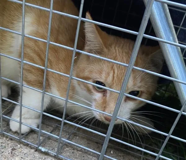A young medium-sized female Domestic Short Hair cat named Biscuit for adoption in Stratham, NH