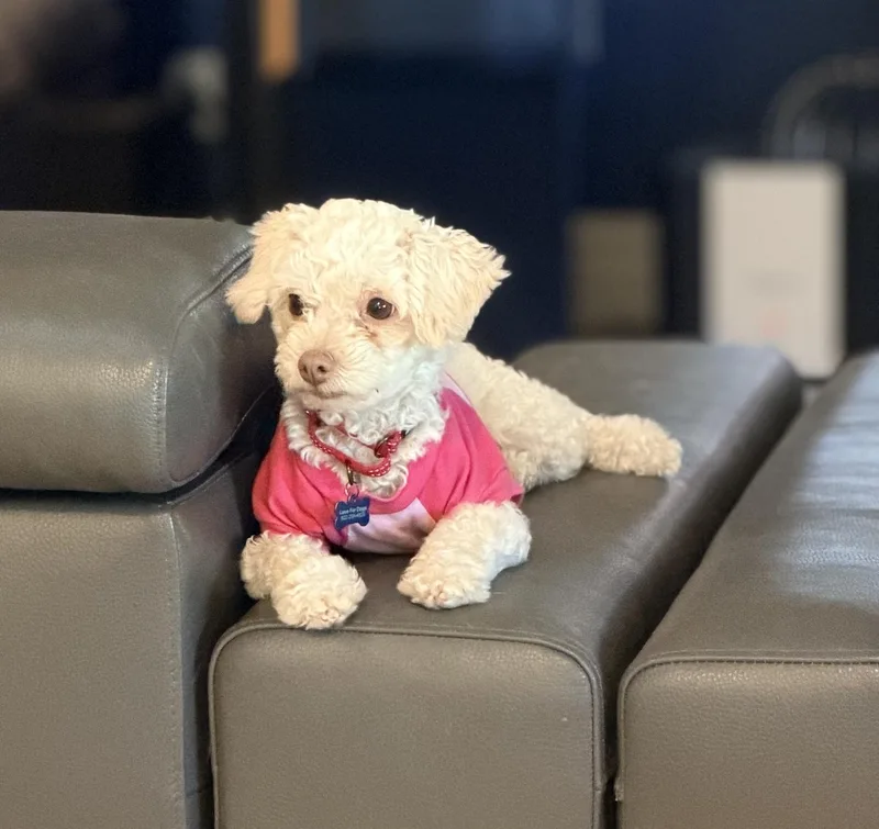 An adult small-sized female White / Cream Poodle dog named Sierra for adoption in Scottsdale, AZ