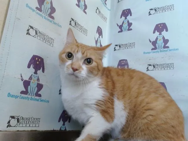 An adult large-sized male Domestic Short Hair cat named Papa Bear for adoption in Orlando, FL