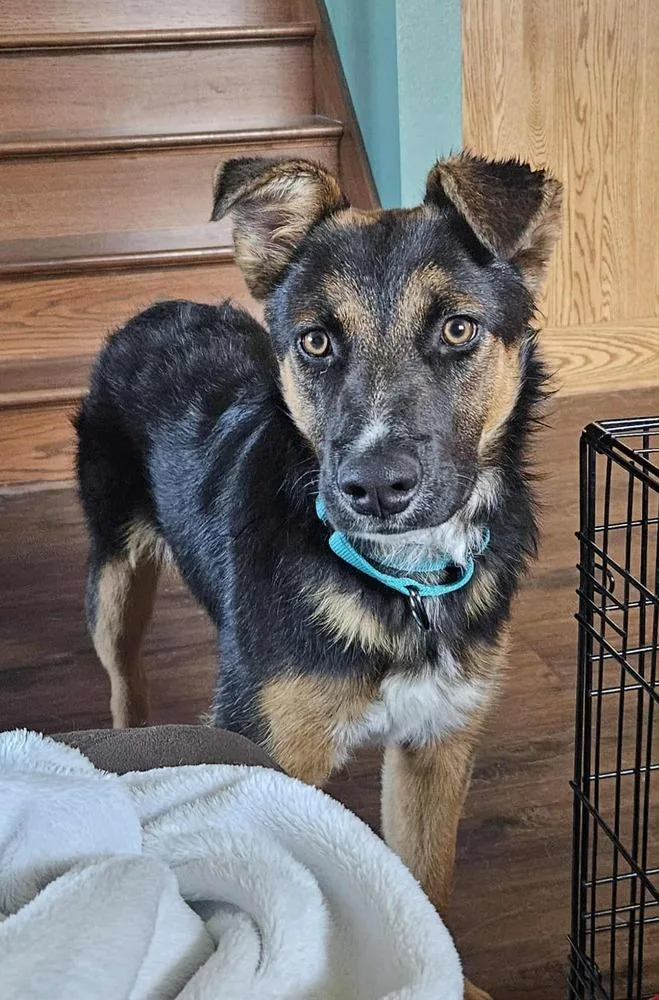 A young medium-sized male Brown / Chocolate German Shepherd Dog dog named Fernando for adoption in Fredonia, WI