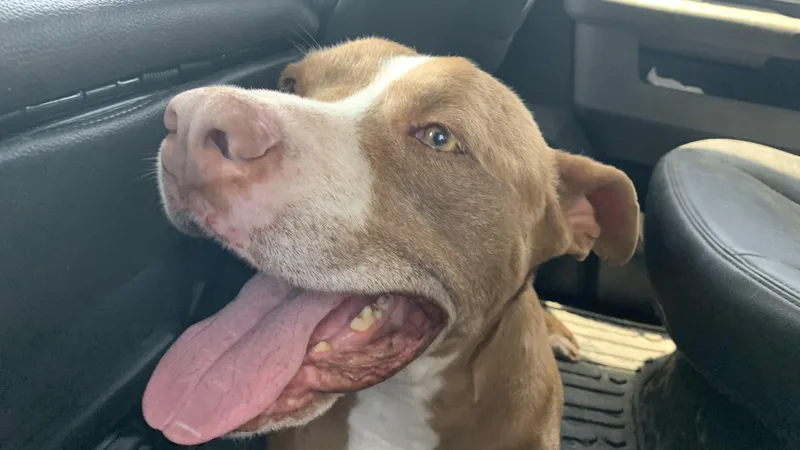 An adult medium-sized male Brown / Chocolate Pit Bull Terrier dog named Joey for adoption in Torrance, CA