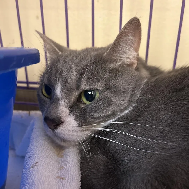 An adult medium-sized female Gray / Blue / Silver Domestic Short Hair cat named Lucy for adoption in Bedford, NH