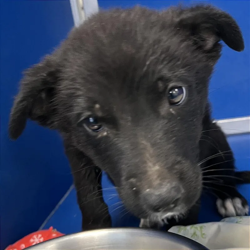 A baby small-sized female Black Mixed Breed dog named 106702 for adoption in Las Cruces, NM