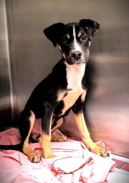 A baby medium-sized female Rottweiler dog named Bony for adoption in Los Angeles, CA