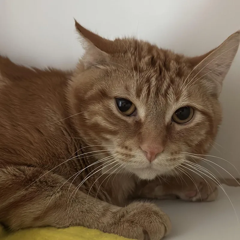 Chim Chim thumbnail 2