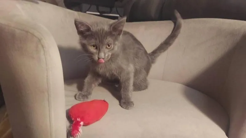 A baby small-sized male Gray / Blue / Silver Domestic Short Hair cat named Lester for adoption in Lorain, OH