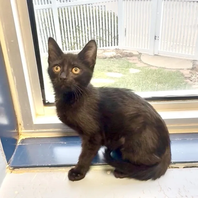A baby small-sized female Black Domestic Medium Hair cat named Nina for adoption in Galveston, TX