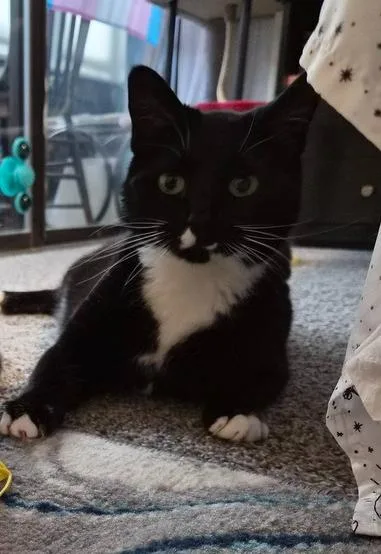 An adult medium-sized female Domestic Short Hair cat named Crazy Girl for adoption in Lafayette, CO